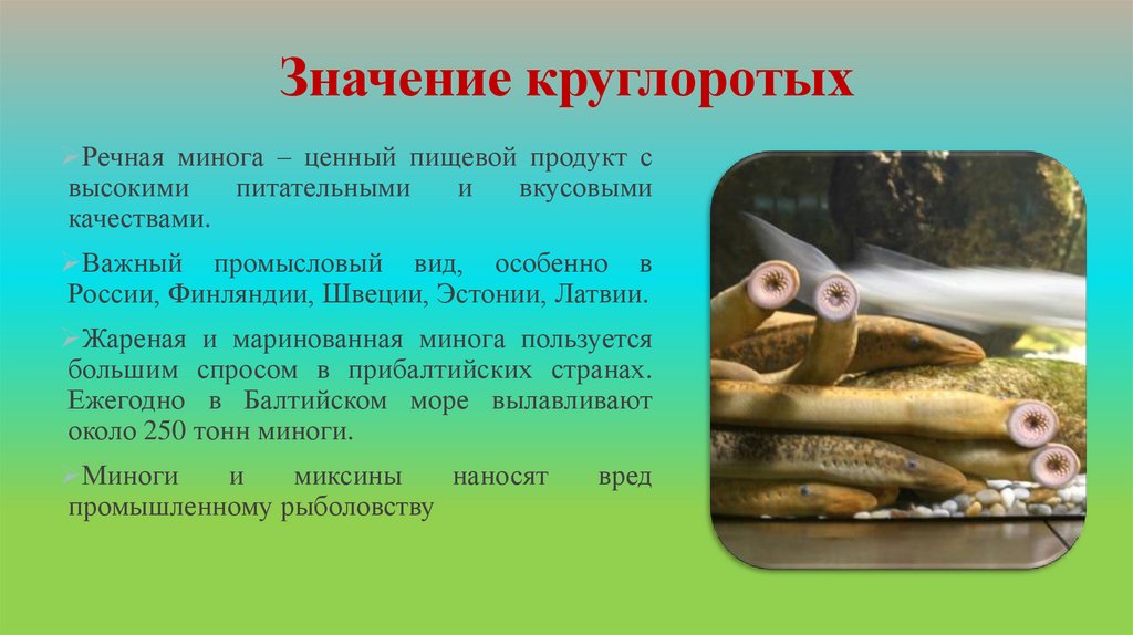 Значение круглоротых