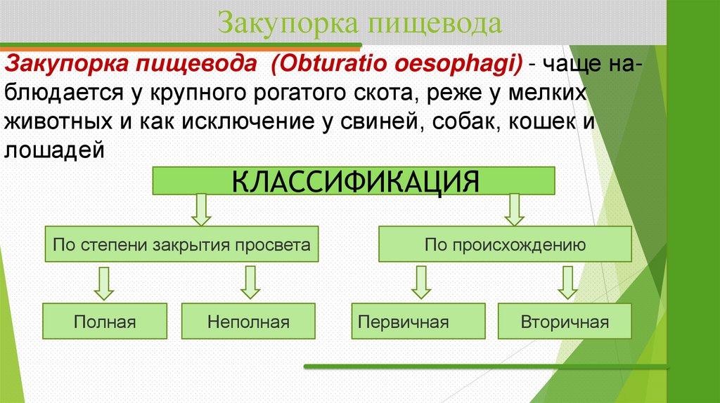 Закупорка пищевода