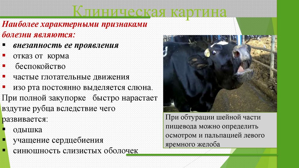 Клиническая картина