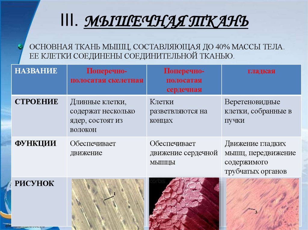 III. МЫШЕЧНАЯ ТКАНЬ
