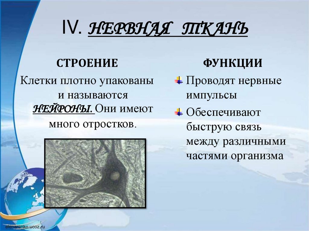 IV. НЕРВНАЯ ТКАНЬ
