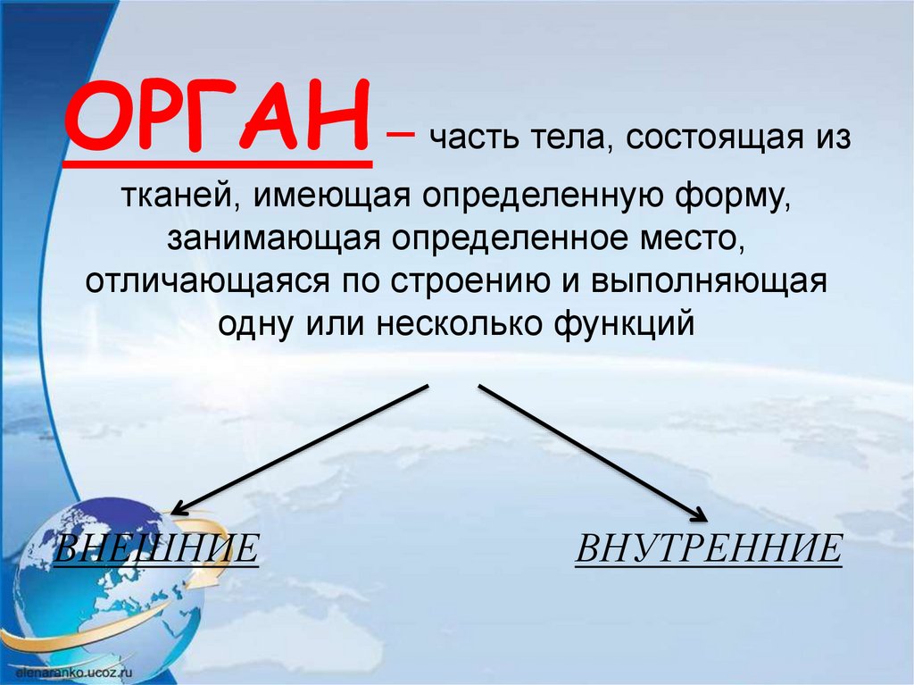 ОРГАН – часть тела, состоящая из тканей, имеющая определенную форму, занимающая определенное место, отличающаяся по строению и