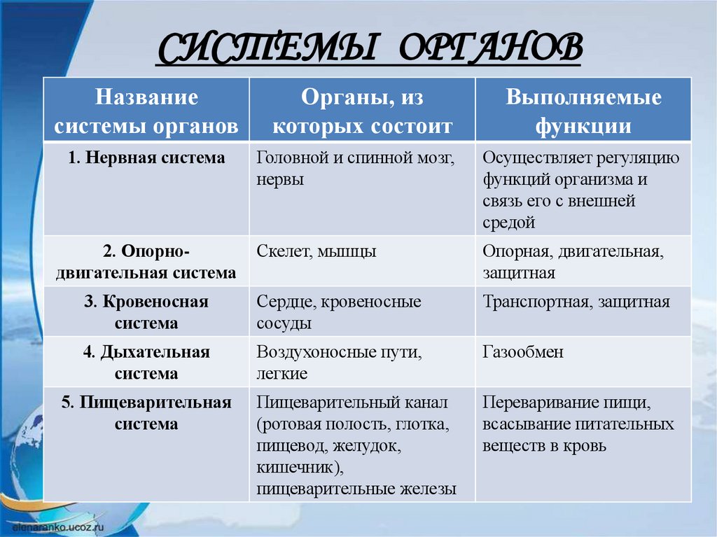 СИСТЕМЫ ОРГАНОВ