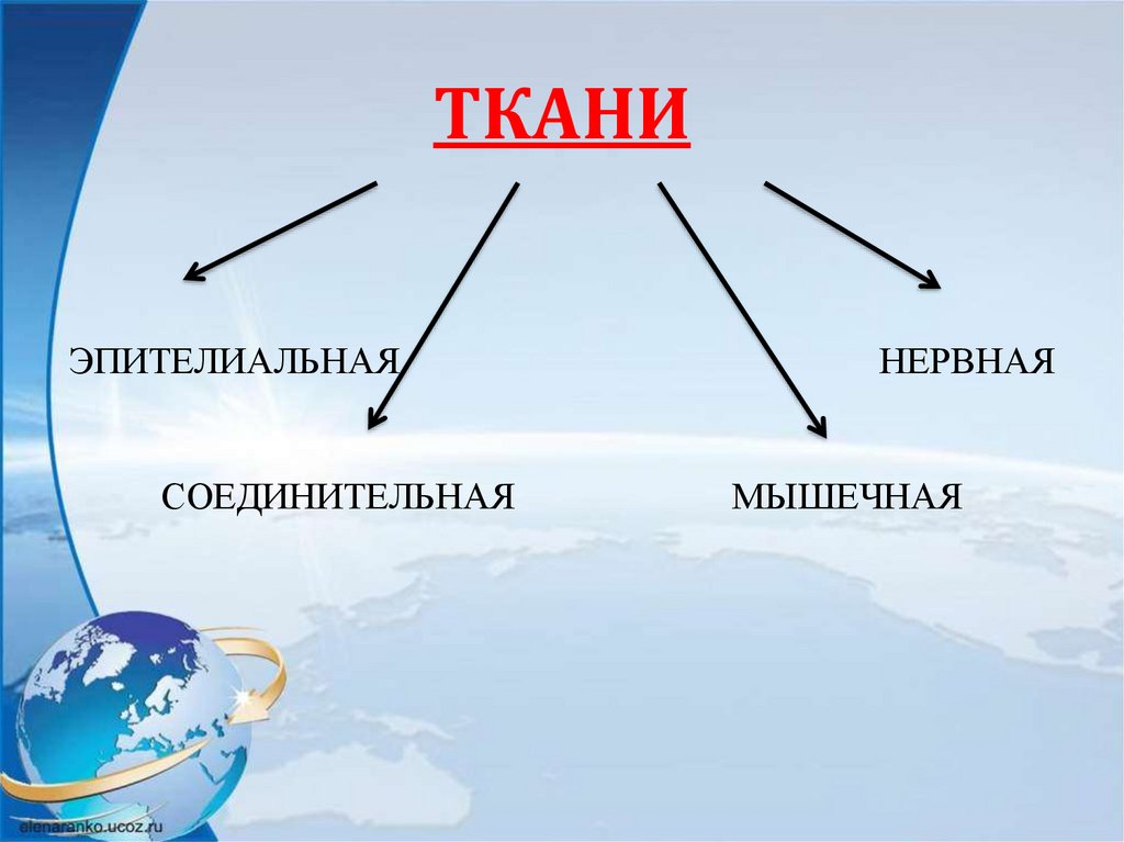 ТКАНИ ЭПИТЕЛИАЛЬНАЯ НЕРВНАЯ СОЕДИНИТЕЛЬНАЯ МЫШЕЧНАЯ