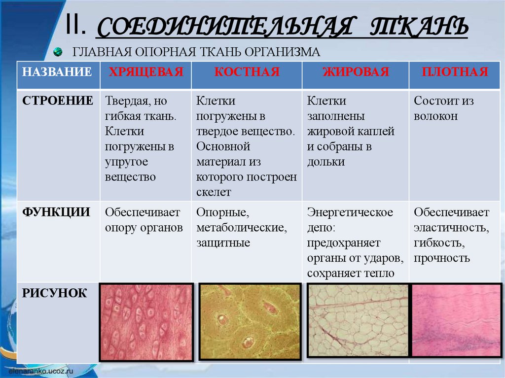 II. СОЕДИНИТЕЛЬНАЯ ТКАНЬ