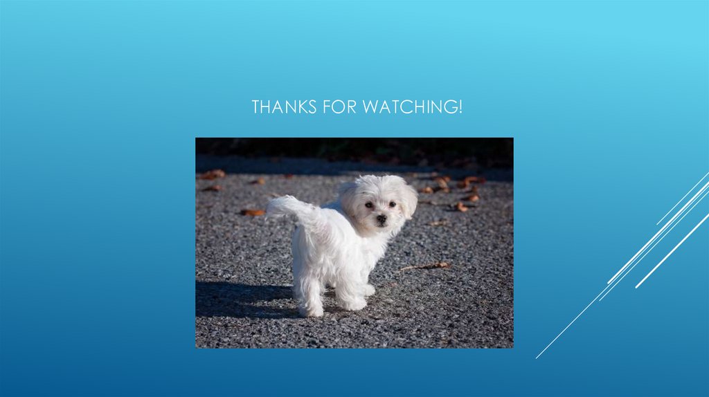 Thanks for Watching!