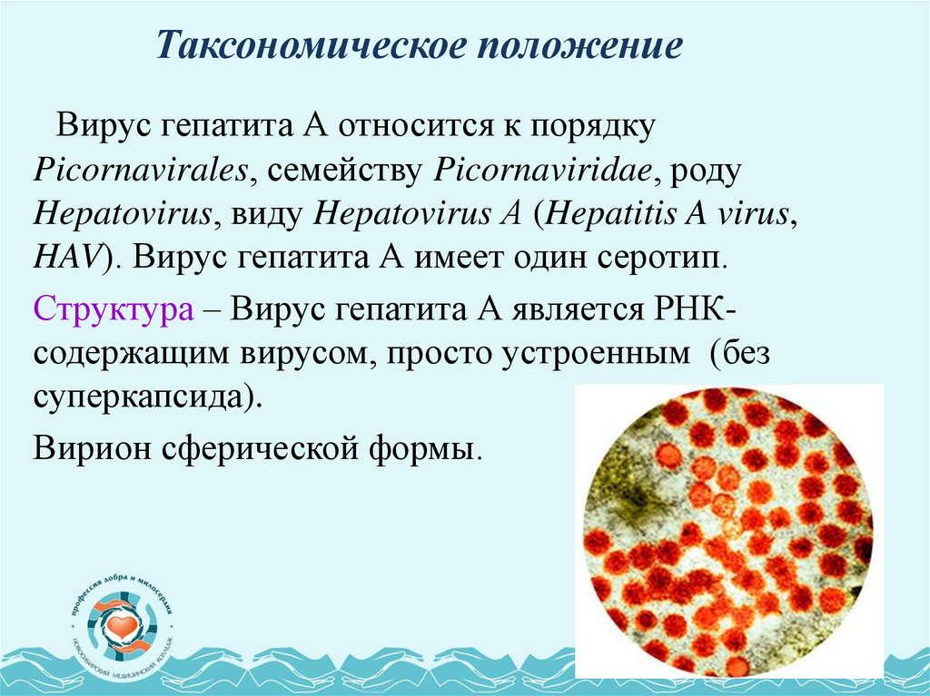 Таксономическое положение