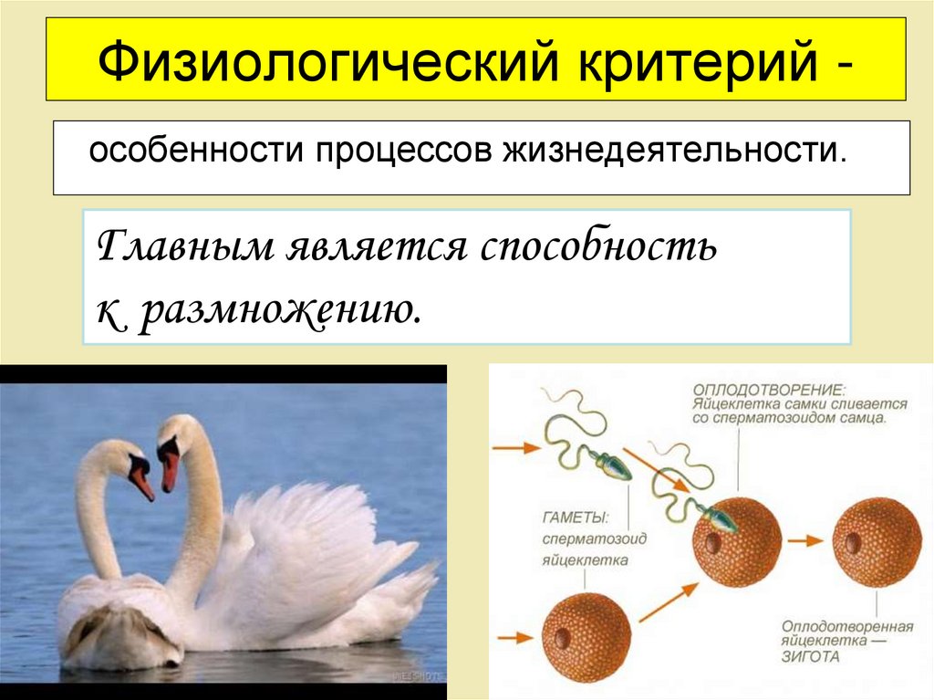 Физиологический критерий -