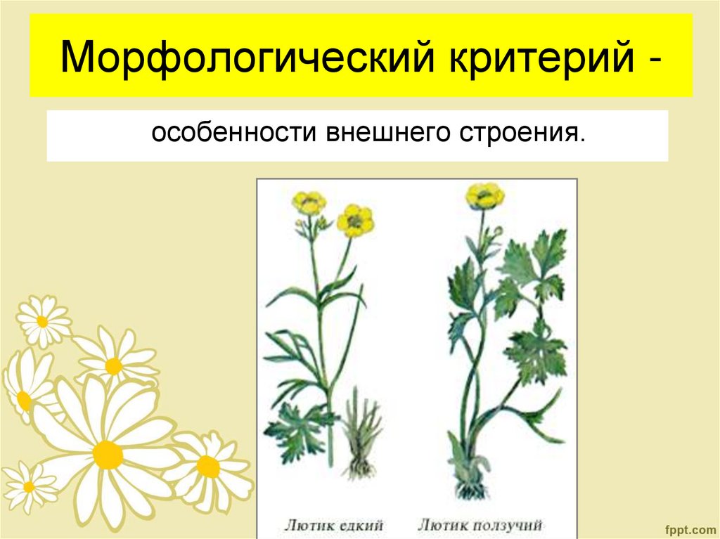 Морфологический критерий -