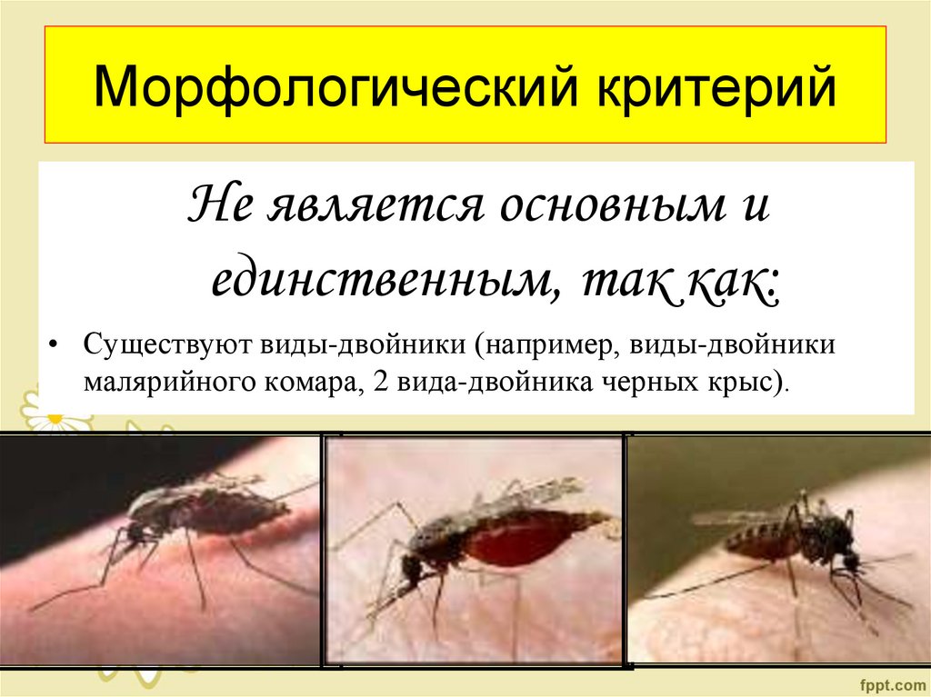 Морфологический критерий