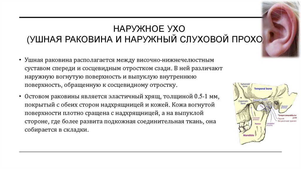 НАРУЖНОЕ УХО (Ушная раковина и наружный слуховой проход)