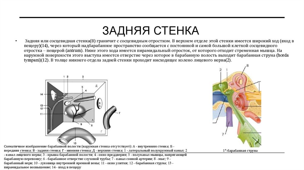 Задняя стенка