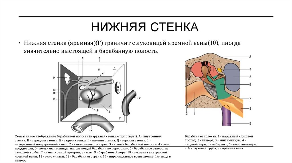Нижняя стенка