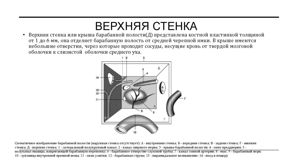 Верхняя стенка