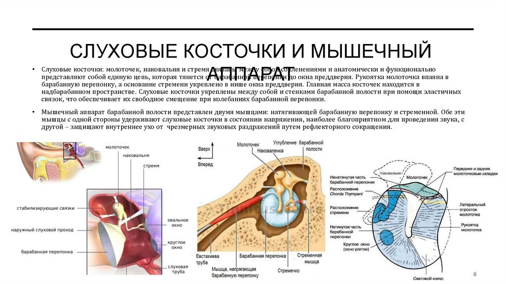 Слуховые косточки и мышечный аппарат