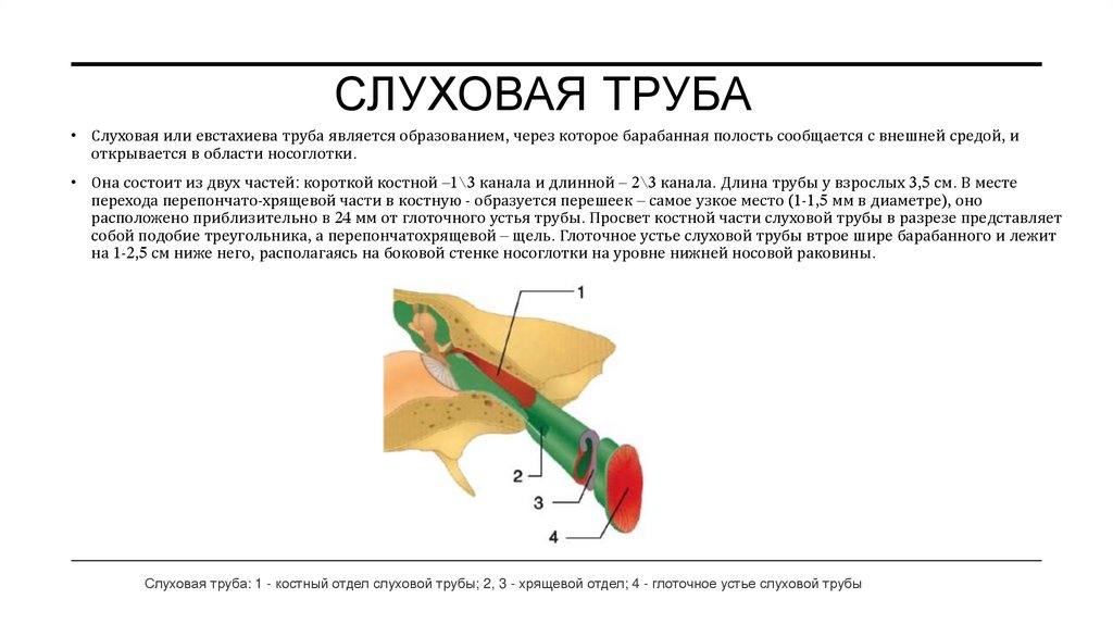 Слуховая труба