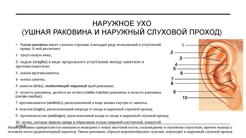НАРУЖНОЕ УХО (Ушная раковина и наружный слуховой проход)