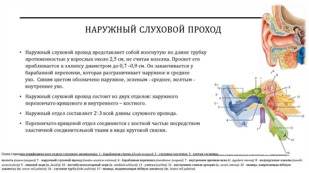 наружный слуховой проход
