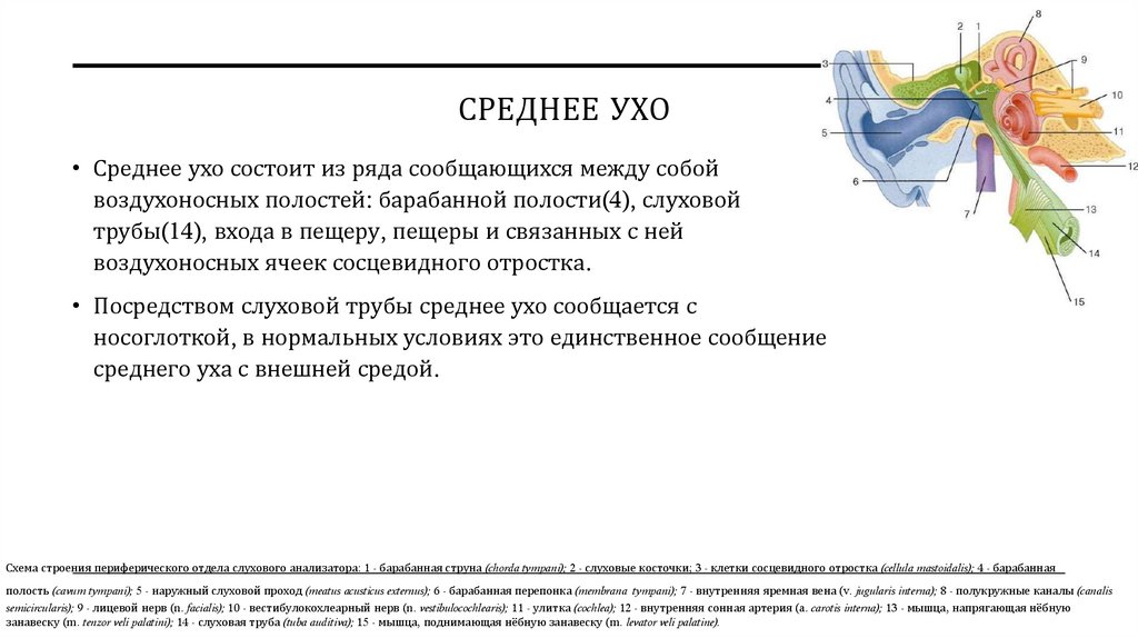 СРЕДНЕЕ УХО