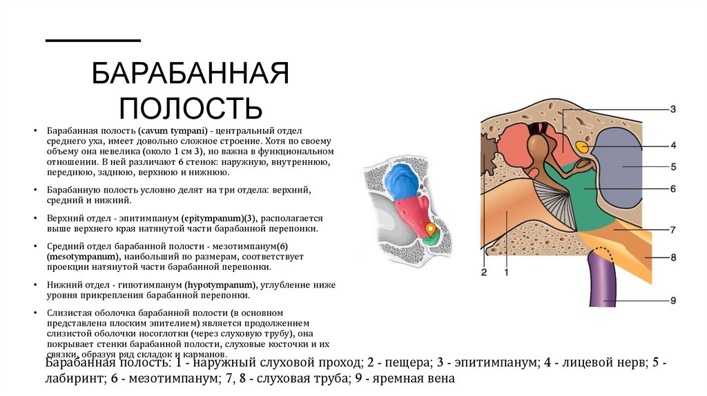 Барабанная полость
