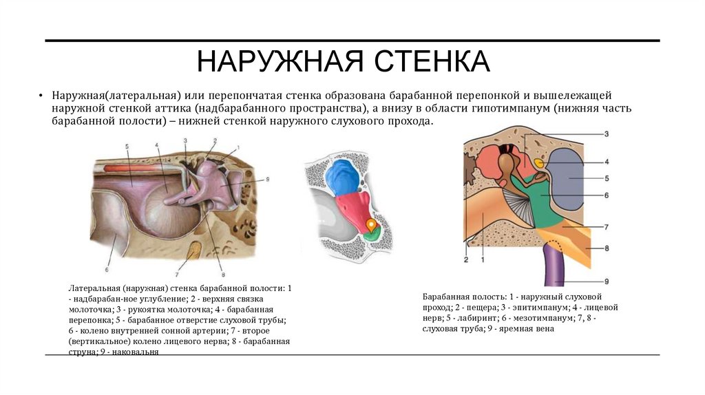 Наружная стенка