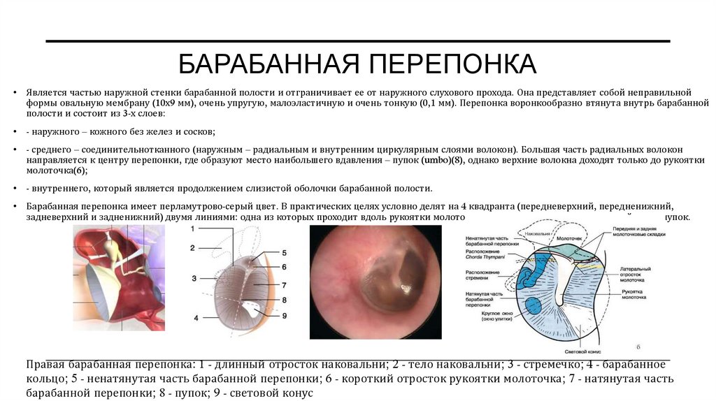 Барабанная перепонка