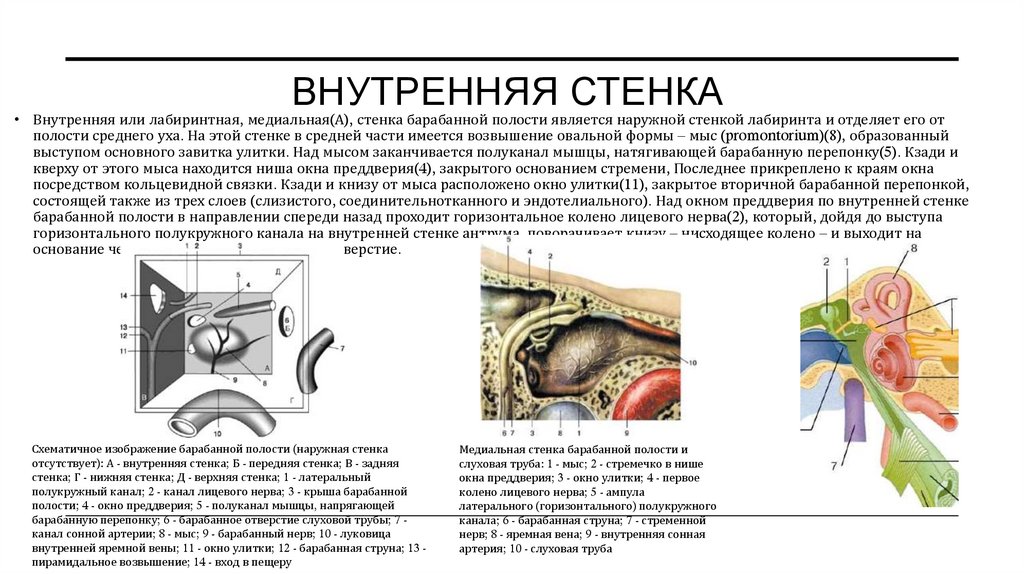 Внутренняя стенка