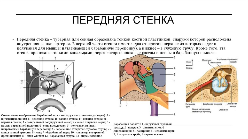 Передняя стенка