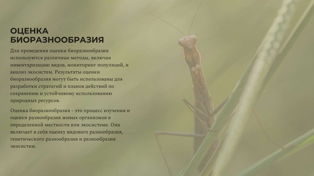 oЦЕHКA БNoРA3HooБРA3NЯ