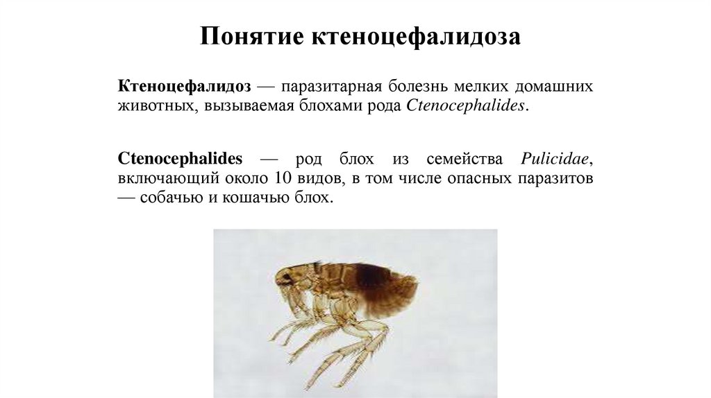 Понятие ктеноцефалидоза