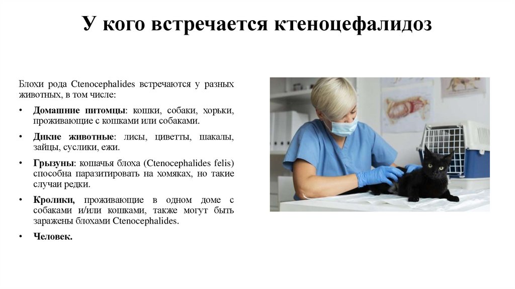 У кого встречается ктеноцефалидоз