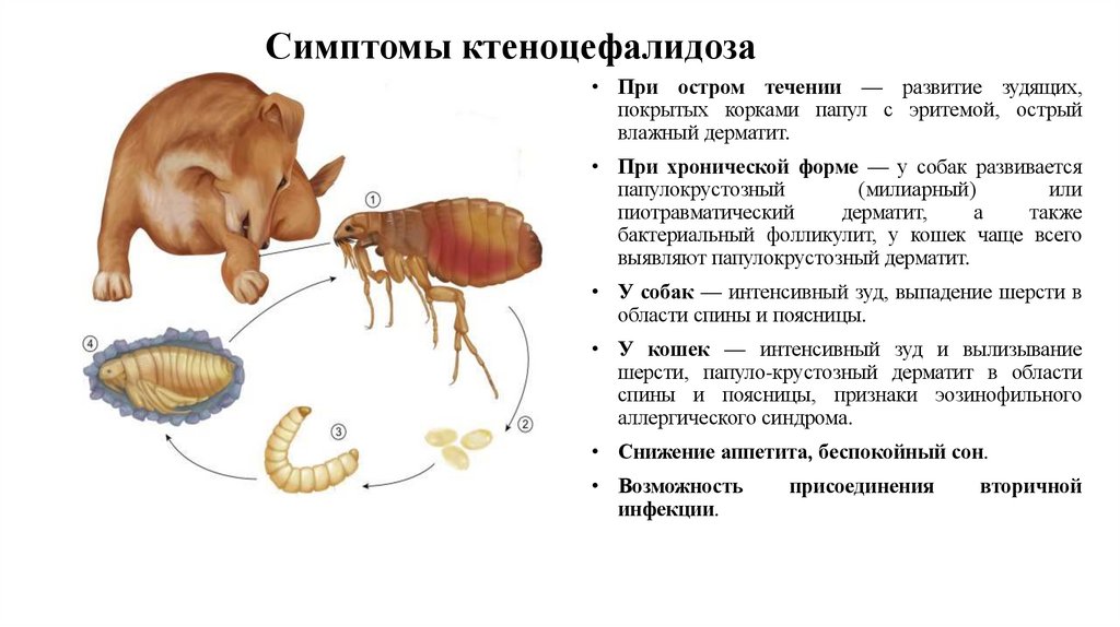 Симптомы ктеноцефалидоза 