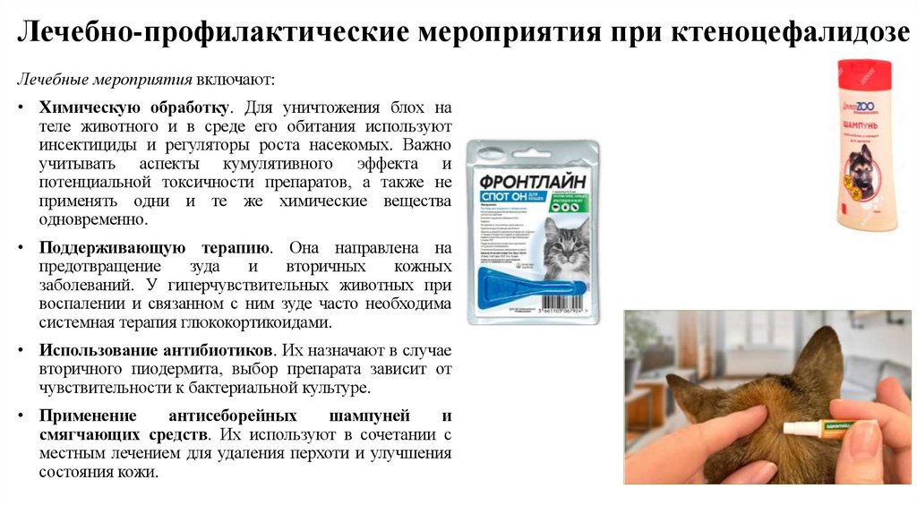 Лечебно-профилактические мероприятия при ктеноцефалидозе