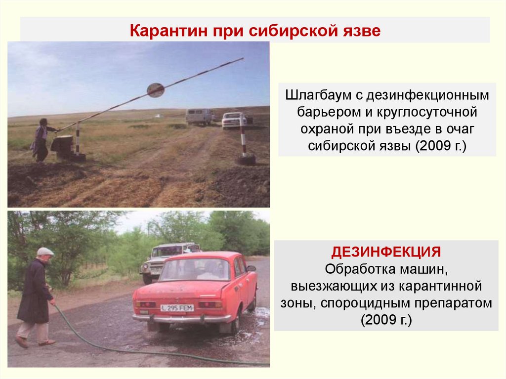 Карантин при сибирской язве