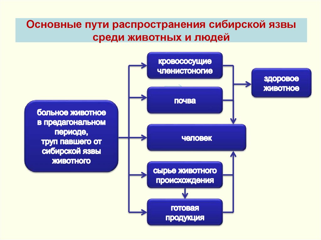Основные пути распространения сибирской язвы среди животных и людей