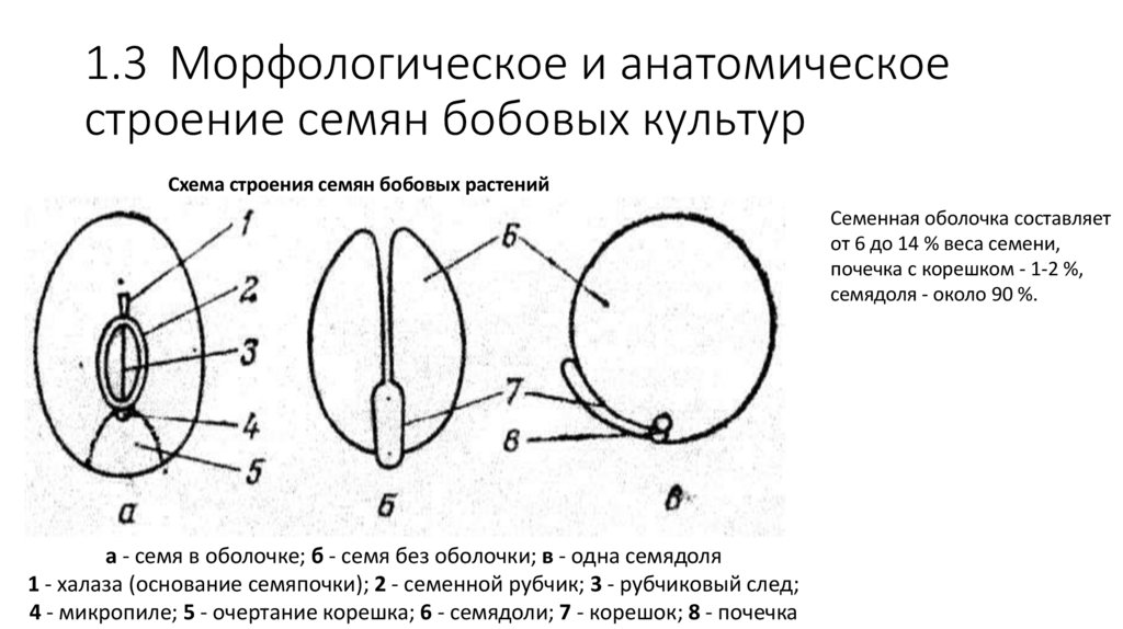 1.3 Морфологическое и анатомическое строение семян бобовых культур
