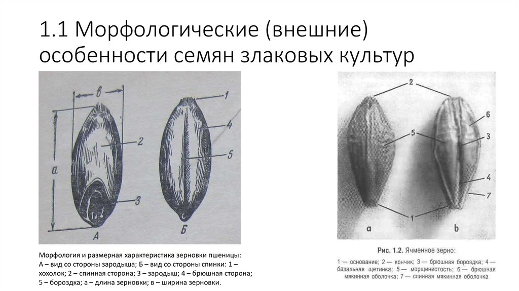 1.1 Морфологические (внешние) особенности семян злаковых культур