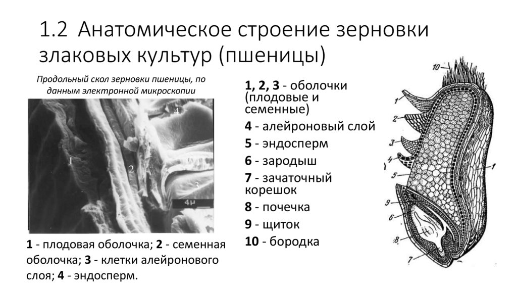 1.2 Анатомическое строение зерновки злаковых культур (пшеницы)