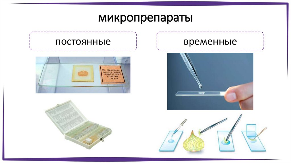 микропрепараты