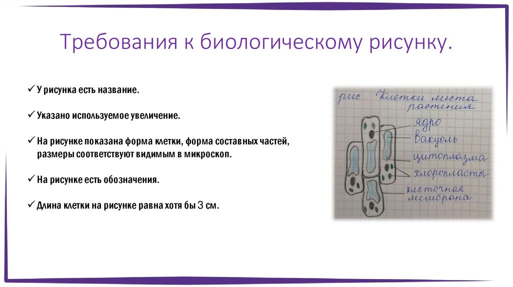 Требования к биологическому рисунку.