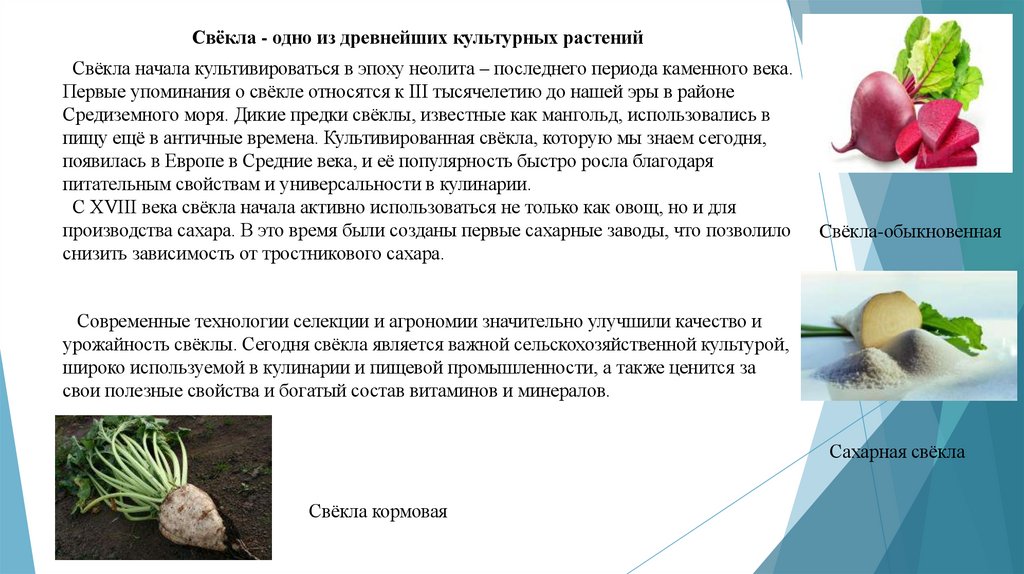 Свёкла - одно из древнейших культурных растений