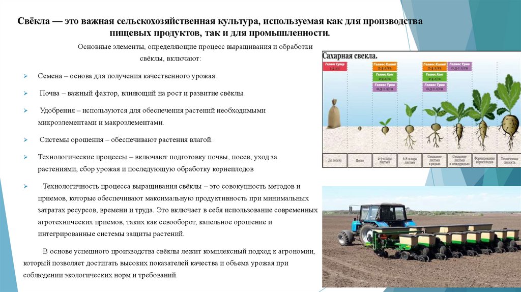 Свёкла — это важная сельскохозяйственная культура, используемая как для производства пищевых продуктов, так и для