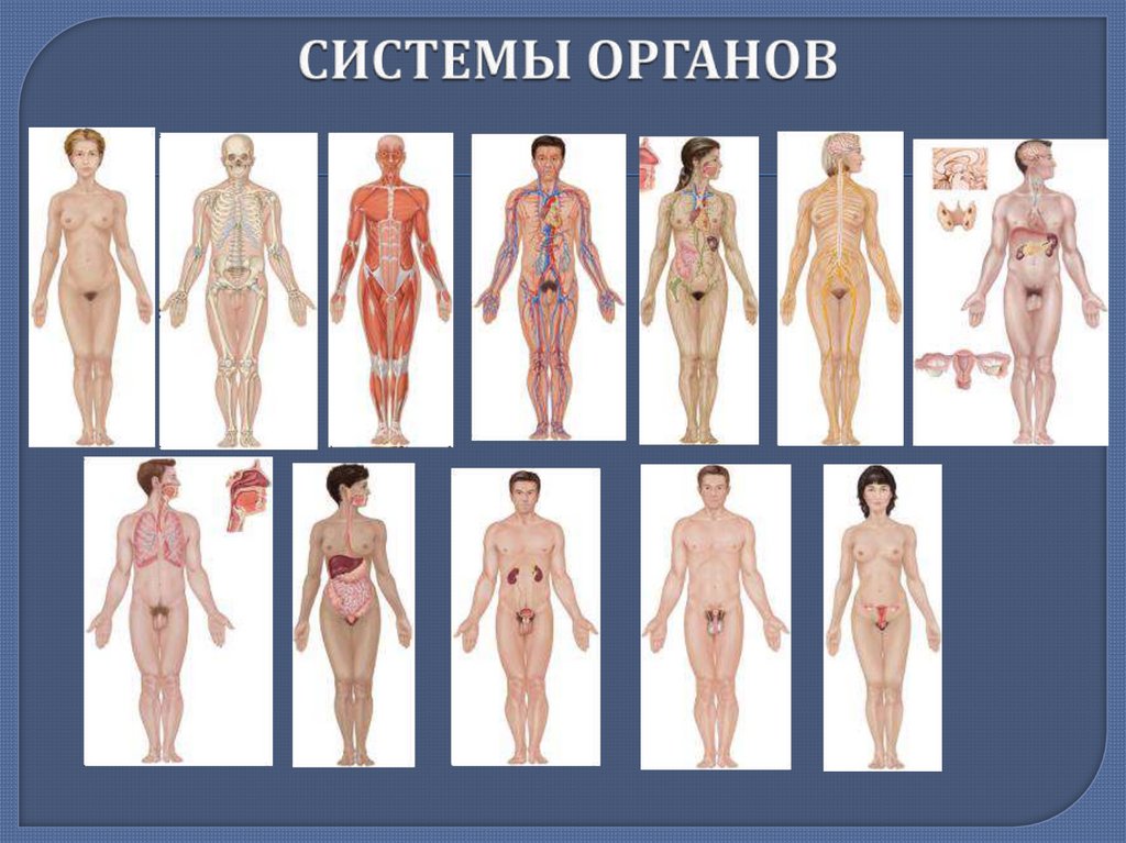 СИСТЕМЫ ОРГАНОВ