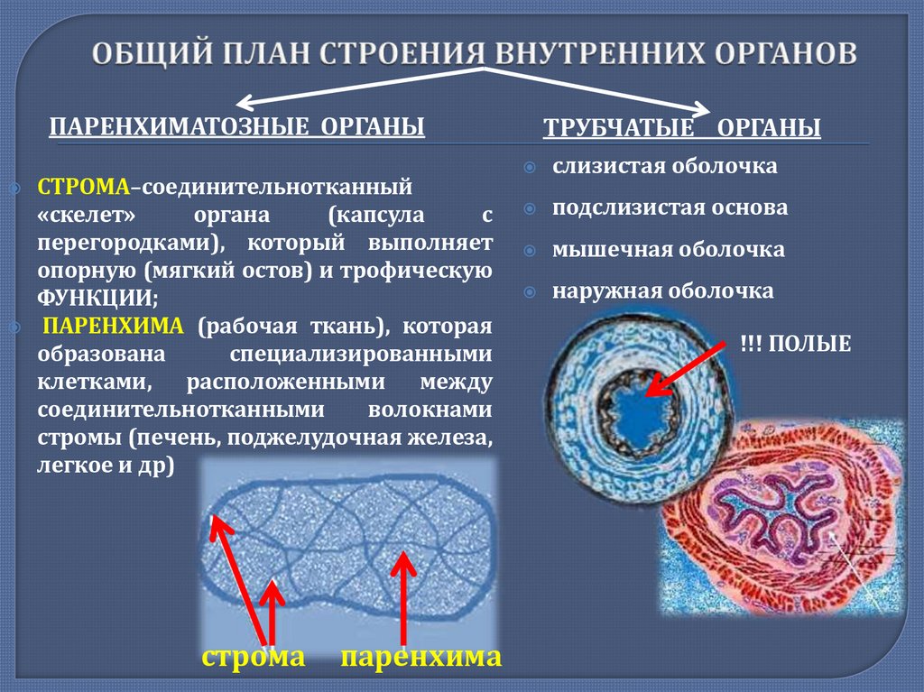 ОБЩИЙ ПЛАН СТРОЕНИЯ ВНУТРЕННИХ ОРГАНОВ