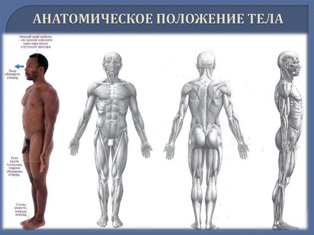 АНАТОМИЧЕСКОЕ ПОЛОЖЕНИЕ ТЕЛА