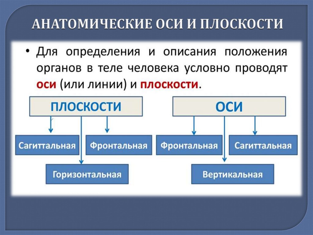 АНАТОМИЧЕСКИЕ ОСИ И ПЛОСКОСТИ