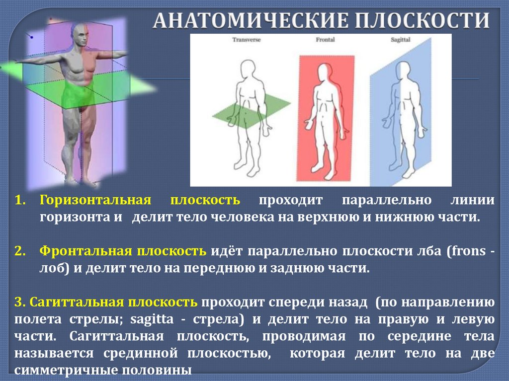 АНАТОМИЧЕСКИЕ ПЛОСКОСТИ