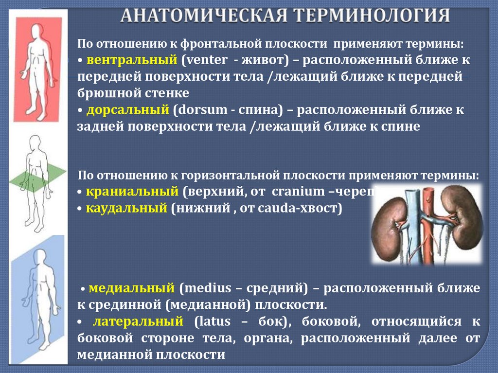  АНАТОМИЧЕСКАЯ ТЕРМИНОЛОГИЯ