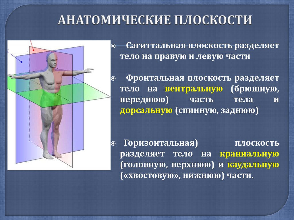 АНАТОМИЧЕСКИЕ ПЛОСКОСТИ