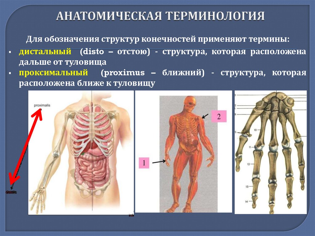  АНАТОМИЧЕСКАЯ ТЕРМИНОЛОГИЯ